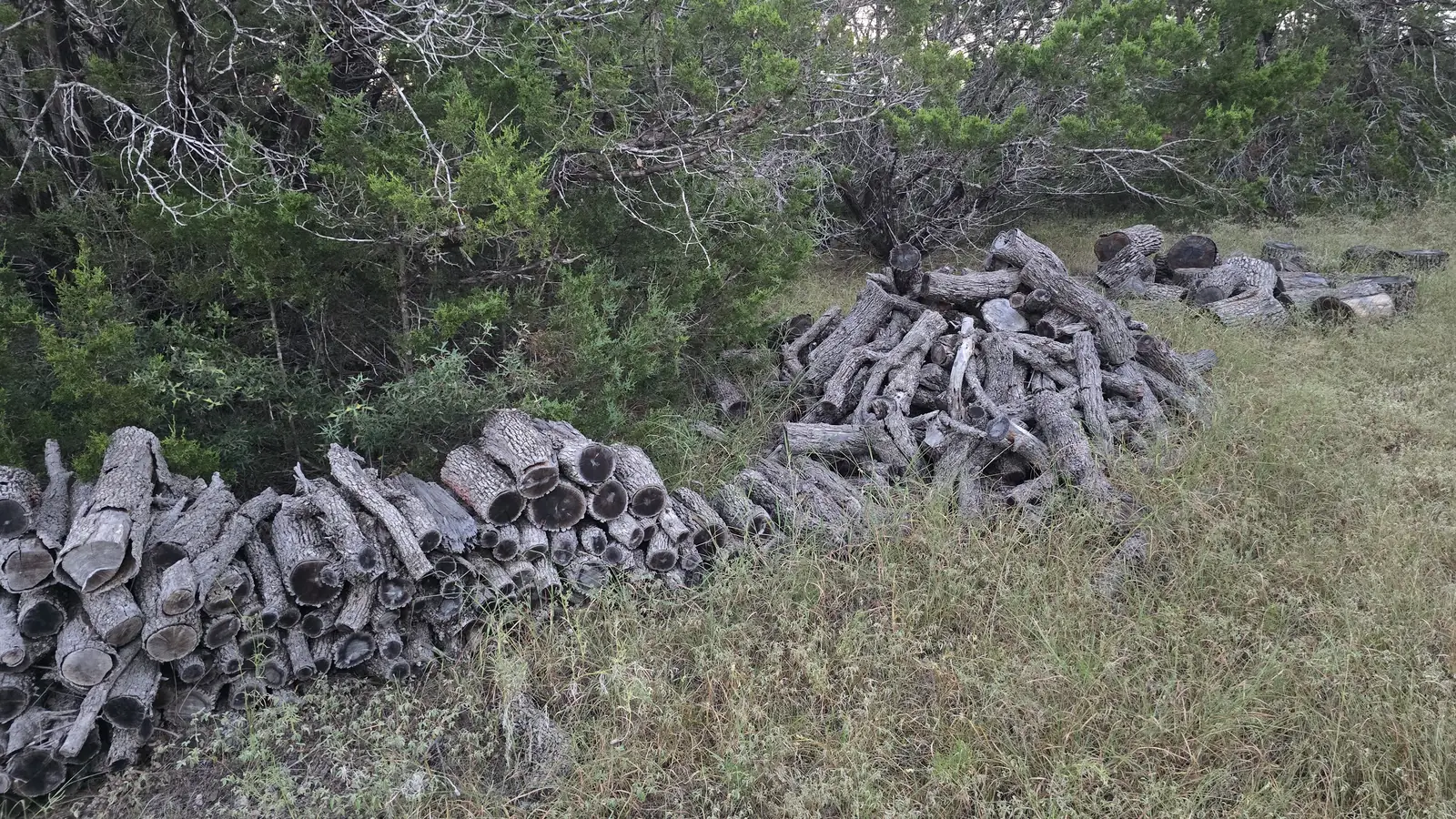 Cut tree trunks stacked in rows on dry grass beside a stand of cedar, cedar clearing
